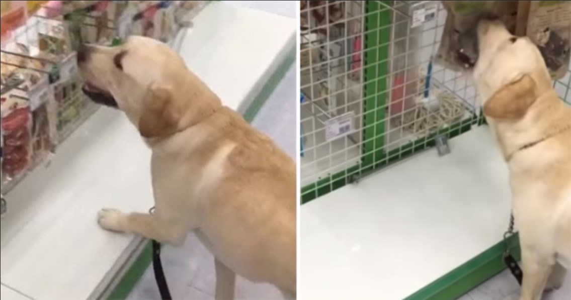 Der Hund geht ins Tiergeschäft und darf sich Etwas aussuchen – einfach unglaublich süß	